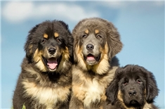 Mladički tibetanskih mastifov