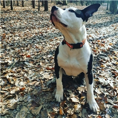 Diva