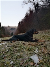 Čoko