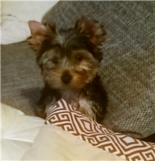 Gino