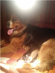 Gaja
