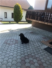 Lajka