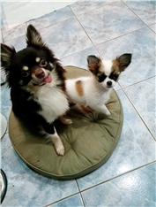 Song &Lila