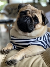 Gigi
