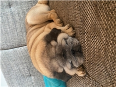 Tyson