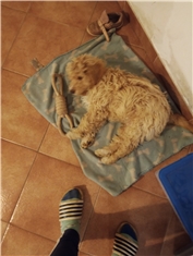 Taco