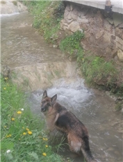 Kala