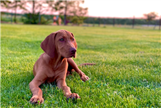 Lotti