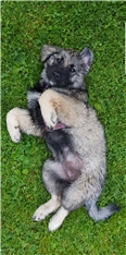 Tala