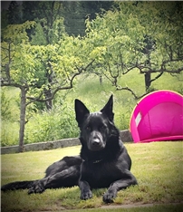 HUGO