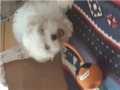 Benji