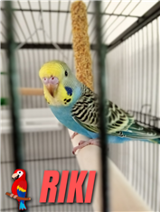 Riki♥️