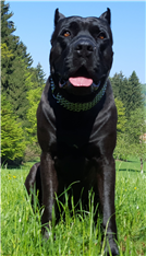 Kaos