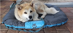 Yoshi