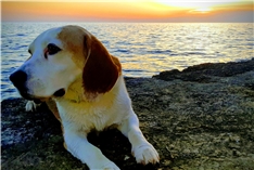 Charlie