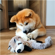 Koto ❤️