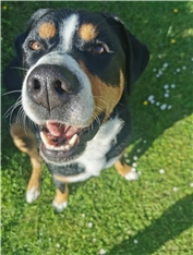 Gina