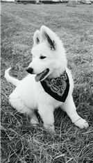 Bella
