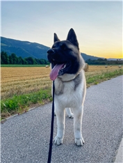 Tashi