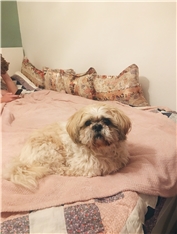 Oli