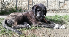 Boki (Dunhill Macushla)