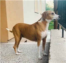 Bina