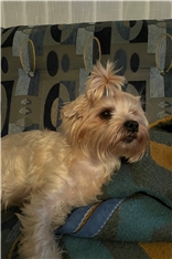 roki