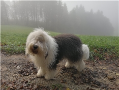 Otto