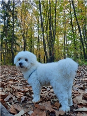 Zak