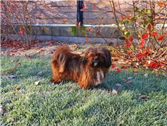 Lulu