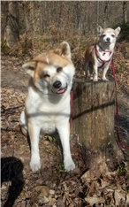 Hai in Piki
