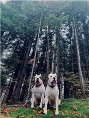 Alfa & Ayk