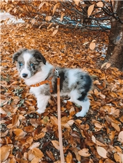 Barky