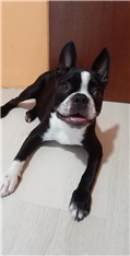 Amon Max