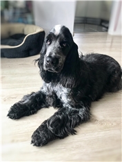 Oli