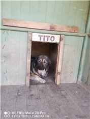 Tito