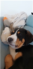 Rubi