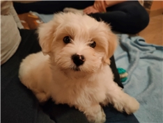 Teddy 10 tednov