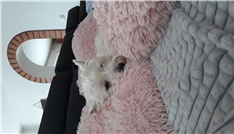 Boni
