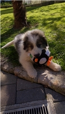 Eli