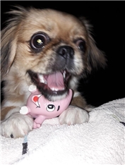 Stella