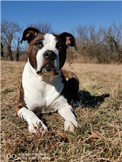 Daisy