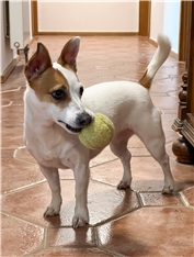 Dina