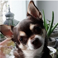 Ari