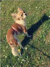 Neli
