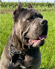 Thor