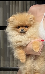 Nio