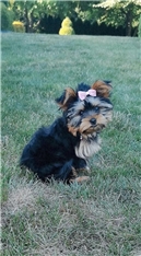 Minnie