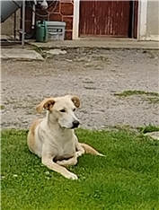 Thor, mesanec z labradorcem