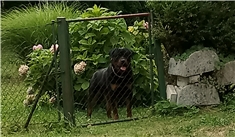Jack